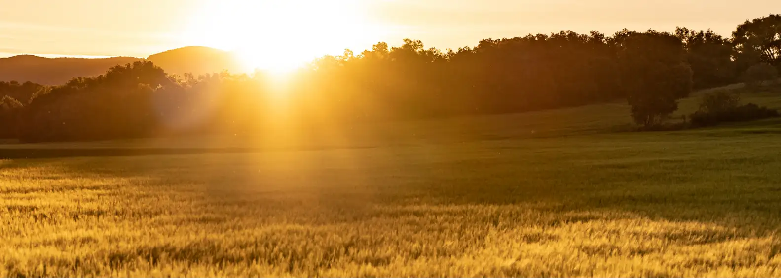 Golden wheat field at sunrise